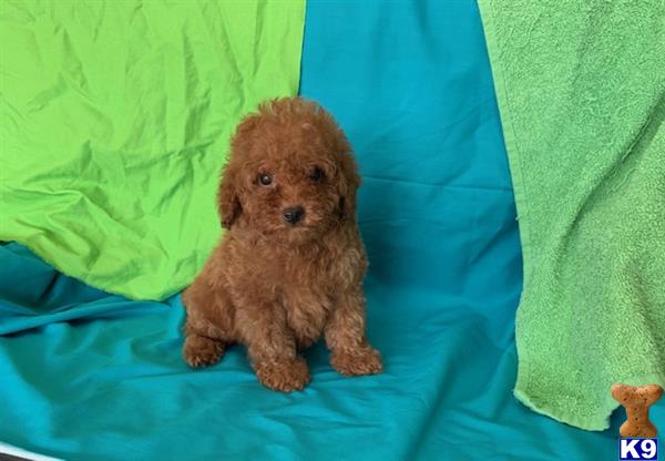 NEW PUPPIES Picture 1